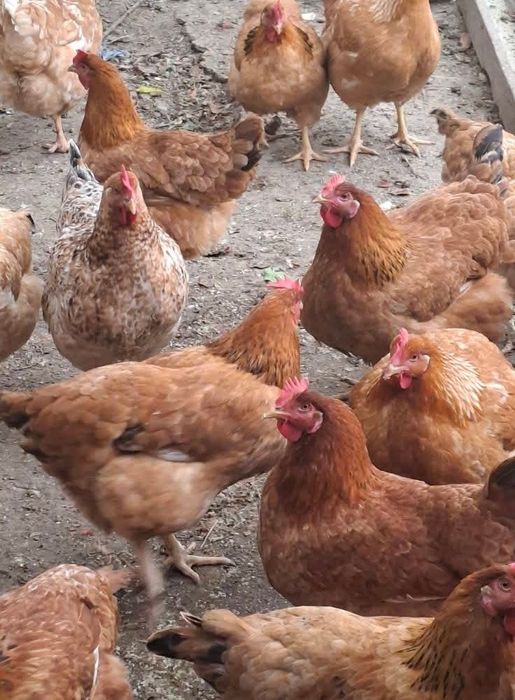 Găini de țară, taiate de vânzare