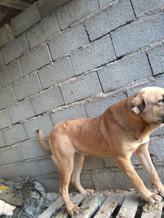 Сука алабай продается