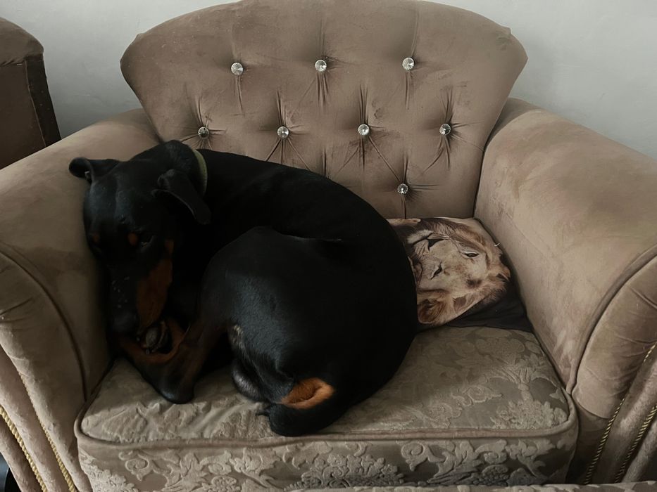 Кобель доберман в хорошие руки