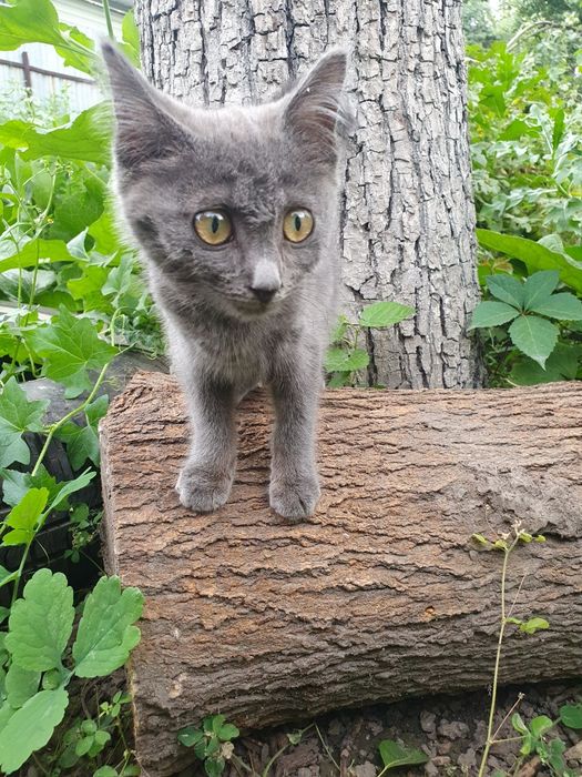 Отдам кошечку в добрые руки
