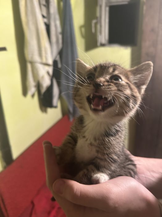 Котенок в добрые руки
