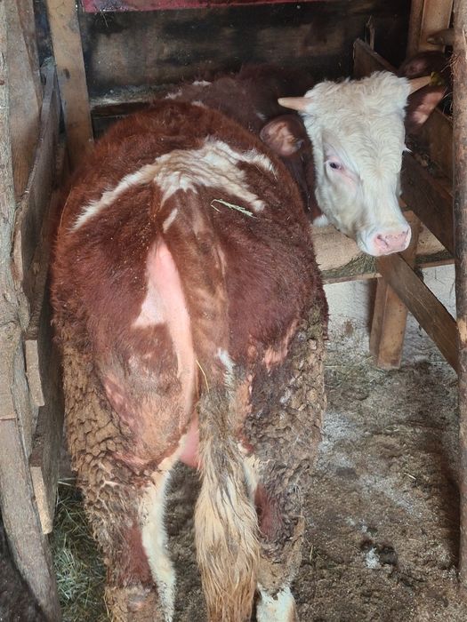 Un tauras 10 luni frumos mâncăcios baltat din vaca foarte mare bun  sa