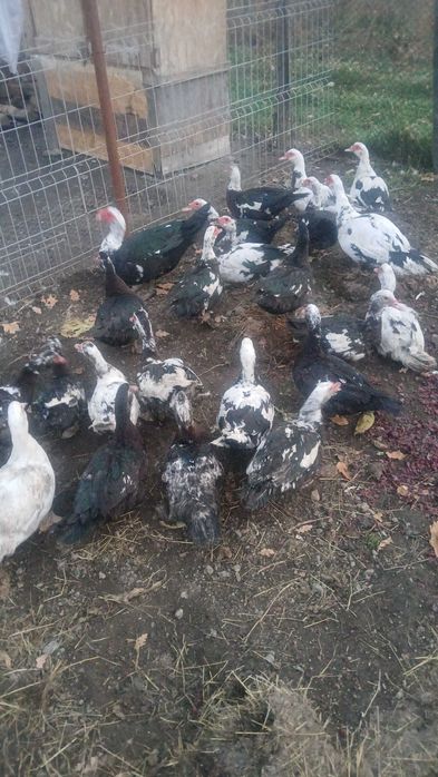 Rate mute de vanzare