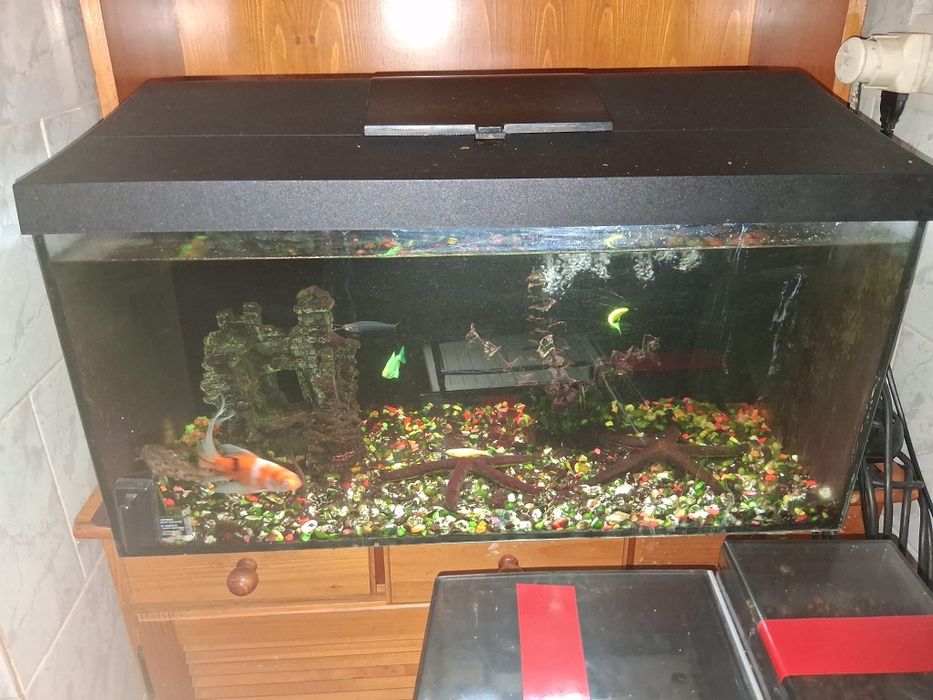 Vând  acvariu  cu pești