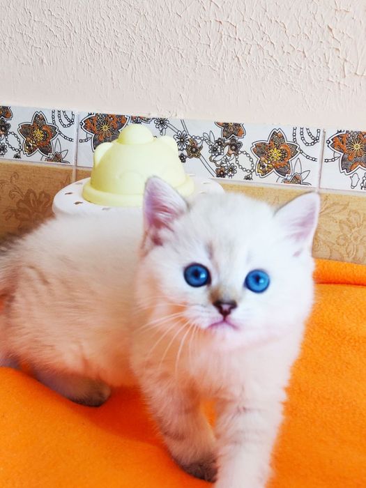 British shorthair NY  11 33  cu pedigree.