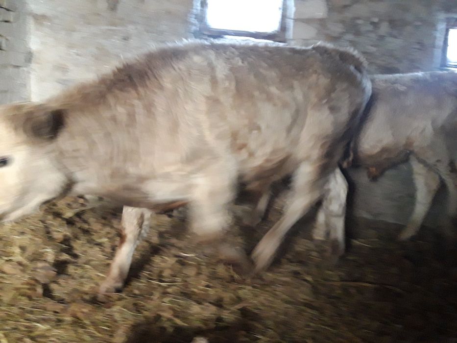 Продам быка на откорме