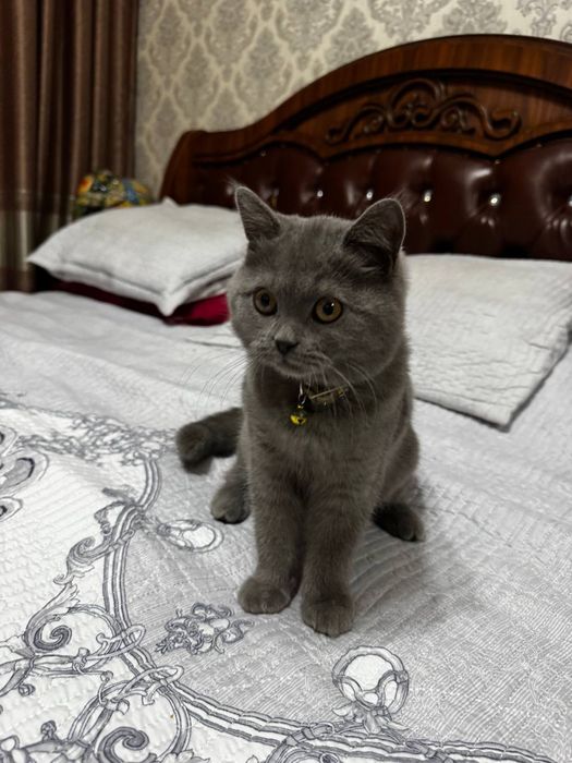 кошка британская короткошерстная