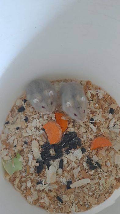 Хомячков ручные по 2 тысячи