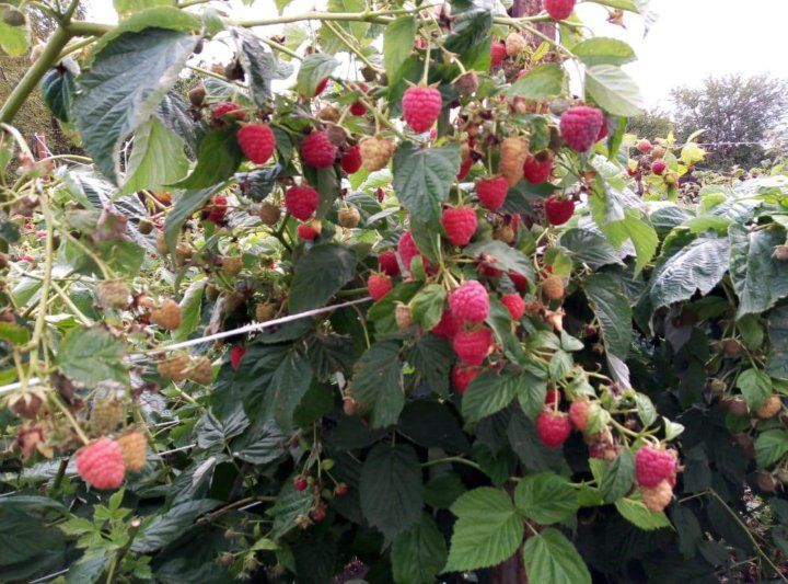 Малина кучати 2000Сум