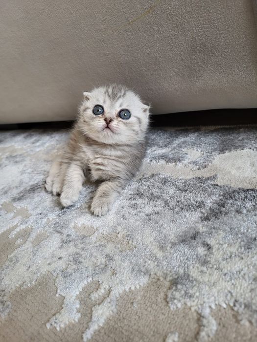 Скоттиш фолд окраса вискас