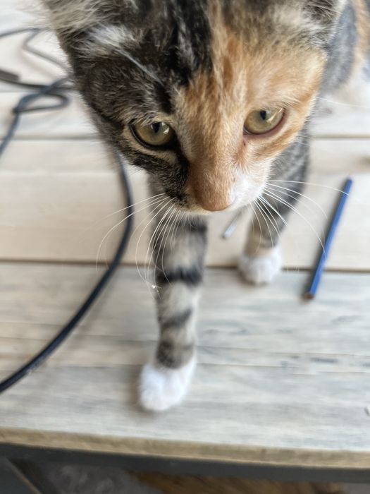 котенек ищет дом