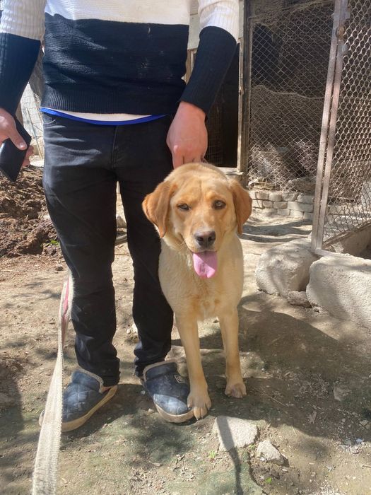 Lablador sotiladi yomon odatlari yuq 1 yosh