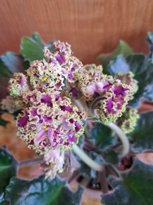 Продам цветущие фиалки!