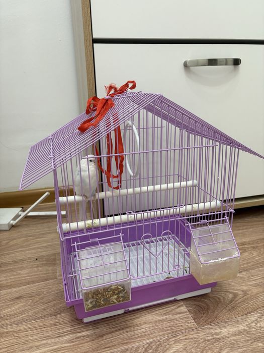 Продам Попугая добрым людям