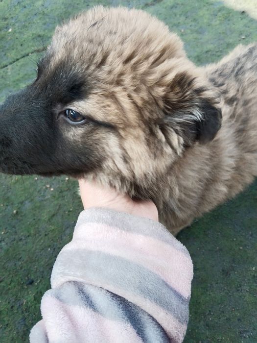 Отдам щенка 2 месяца (девочка)