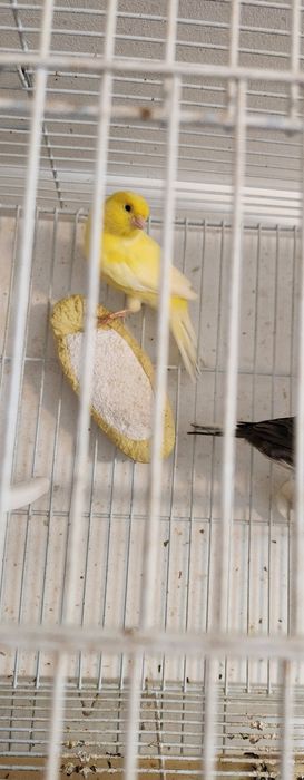 Schimb pereche canari cu turturele diamant