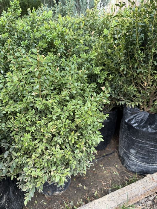 Живая изгородь. Бирючина Самшит