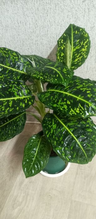 Продам дифенбахия рефлектор