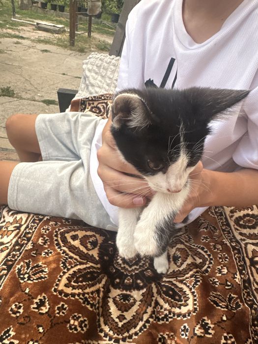 Отдадим котят в добрые руки