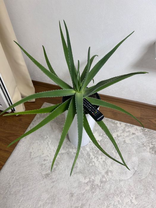 Продам кашпо напольное