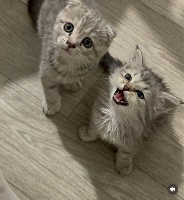 Шотландские котята