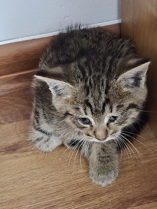 Котенок не ужился с котом