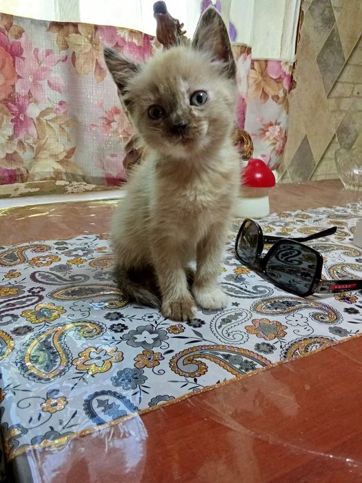Отдам котят в добрые руки