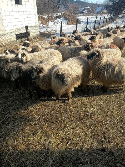 Oii de vânzare  preț 750