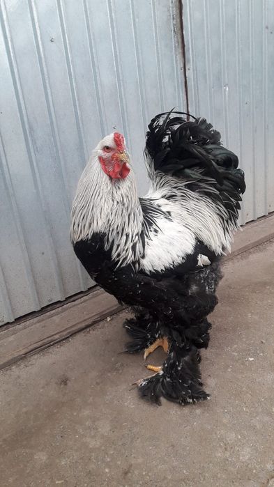 Familie brahma hdi 4+1