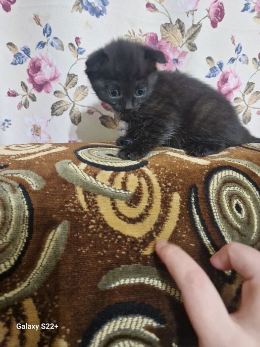 Продаю вислоухих котят. Девочки