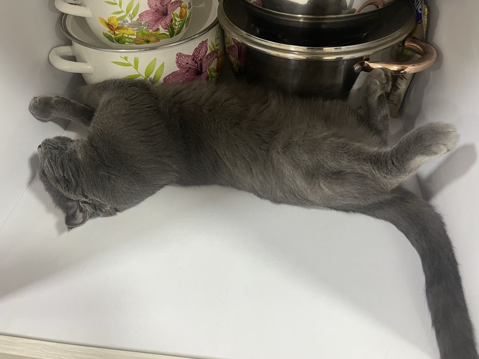 Кот для вязки недорого договоримсяя