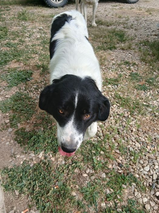 Ofer spre adopție