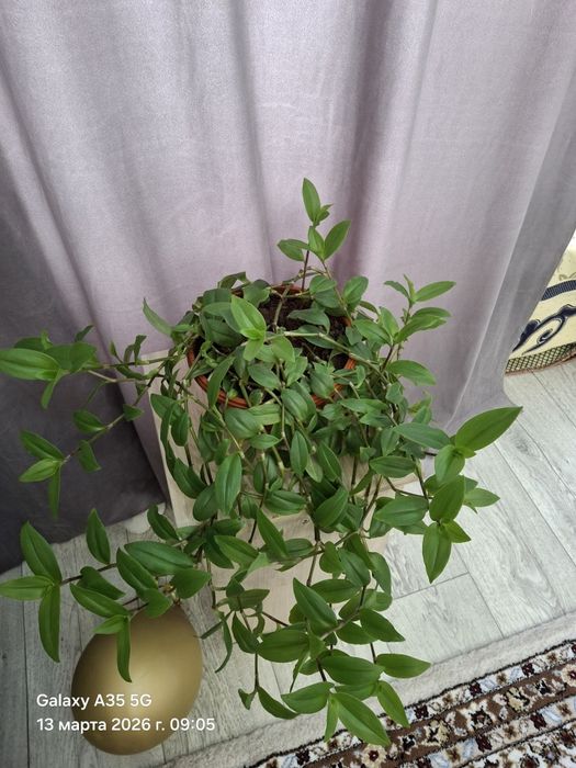 Продам комнатные цветы