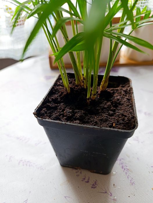 Продам хамидория