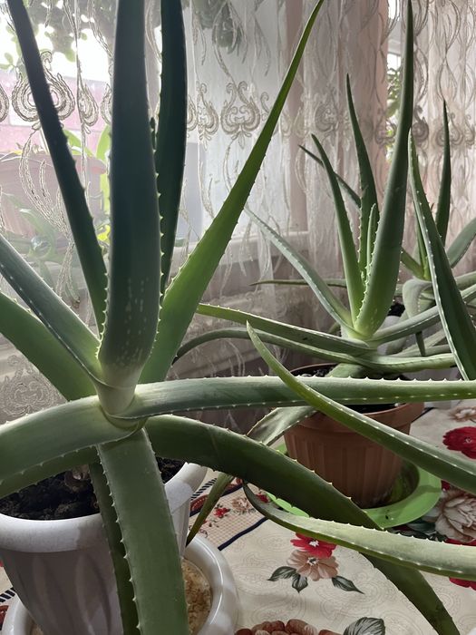 Алое вера 3-4 летние