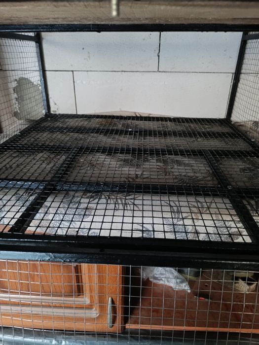 Intrare porumbei sputnic