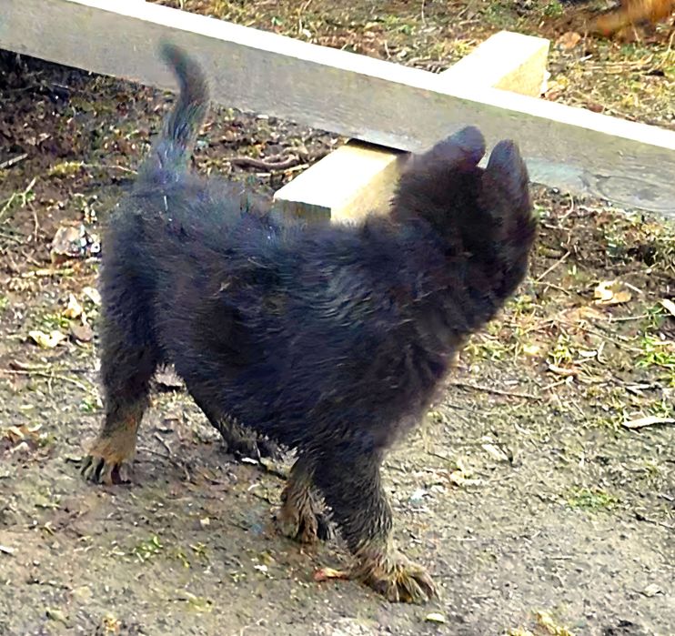 Ciobanesc german linie veche