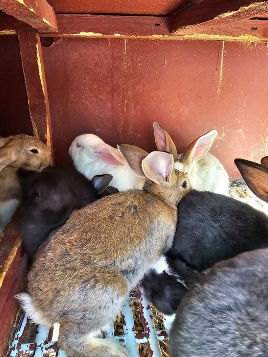 Iepurași de vanzare