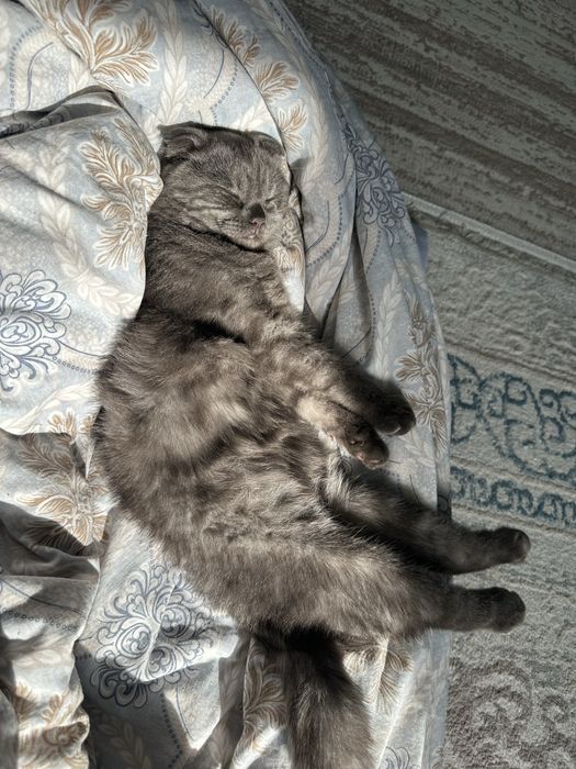 Мысык сатылады шотландский