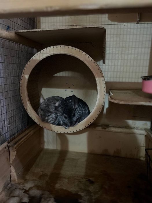 Шиншиллы 2 штуки