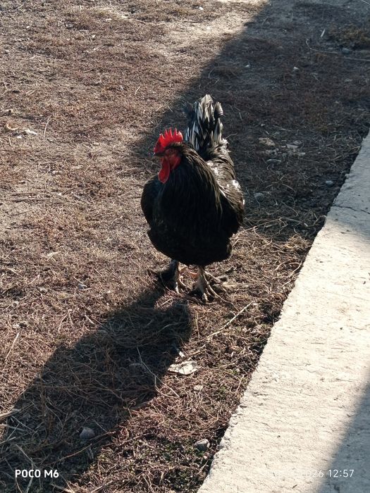 Продам или обмен петуха
