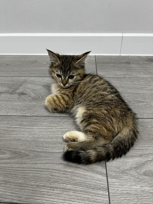 Отдав в хорошие руки двух котят