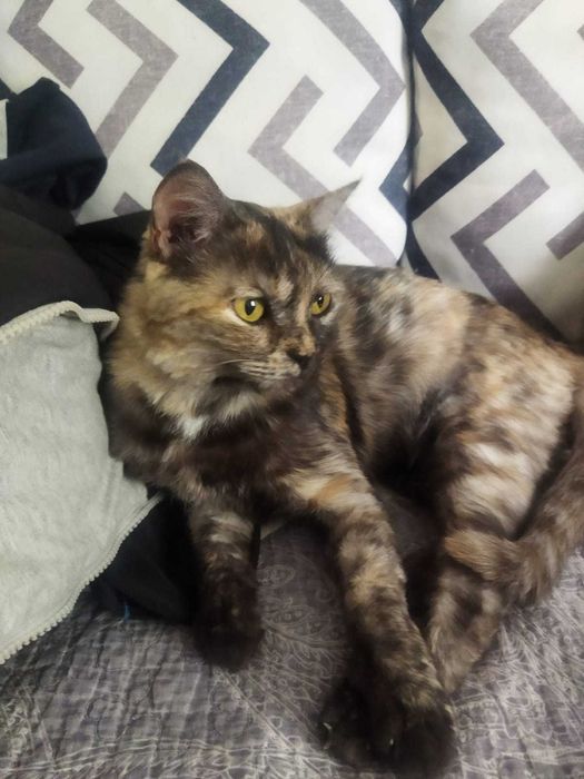 Миленькая кошечка