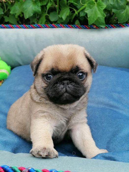 Мопсики с документами