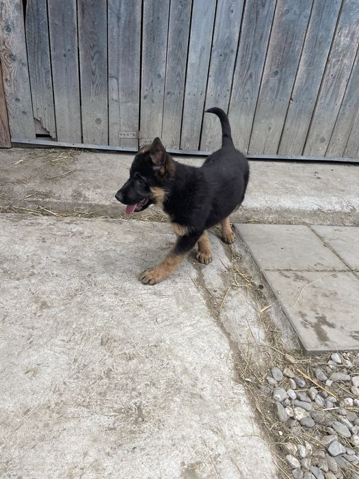 Pui Ciobănesc German