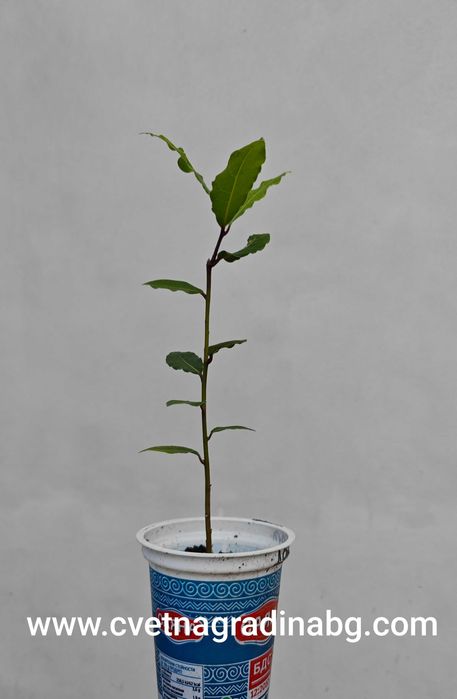 Дафинов лист - пикирани в кофички