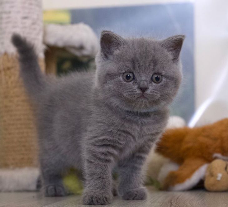 Британские Котята Алматы