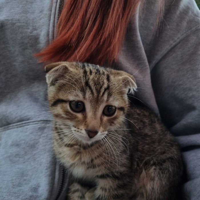 Котёнок,ищет семью