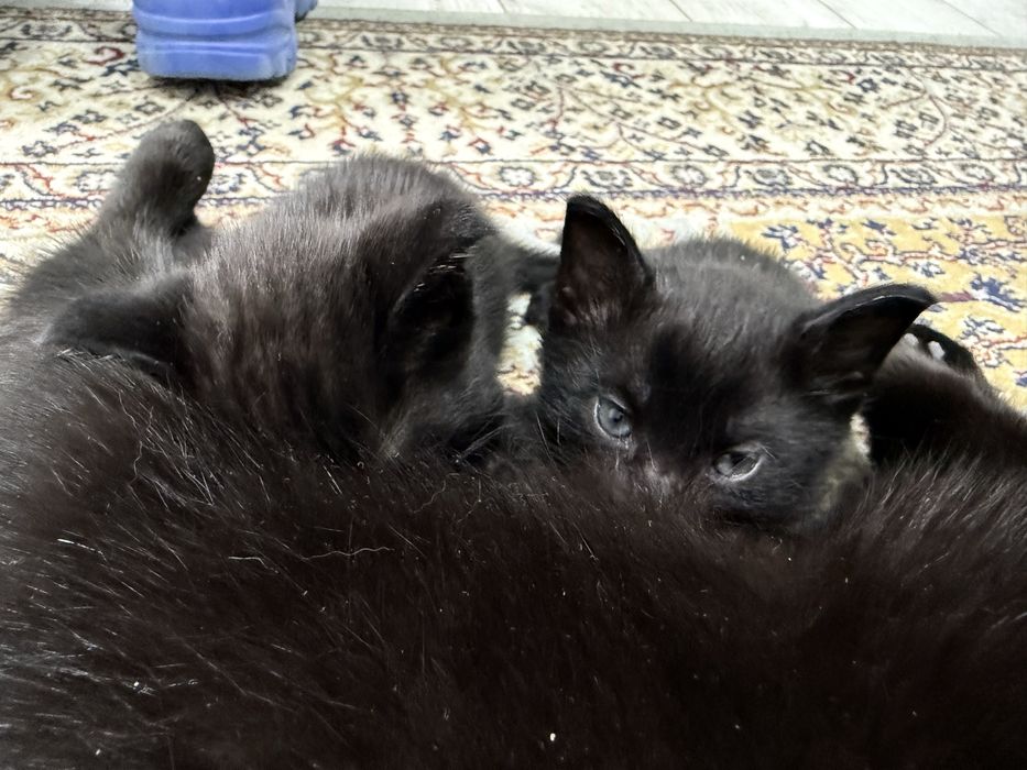 Отдаем в добрые руки 2 котят