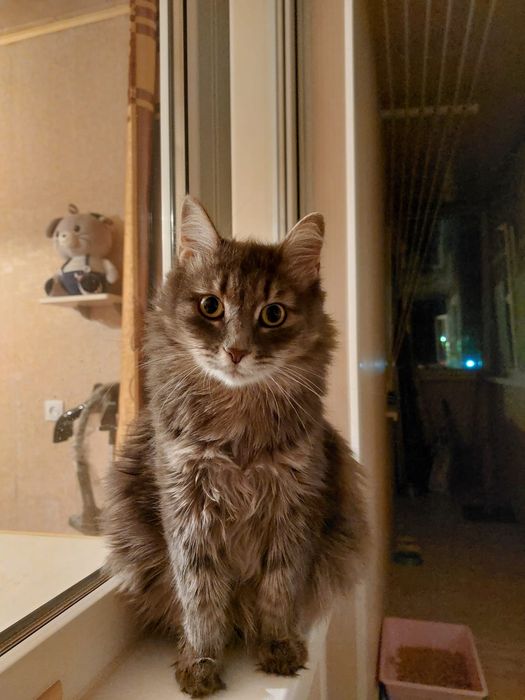 Ищет дом кошечка